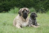 MASTIFF 024